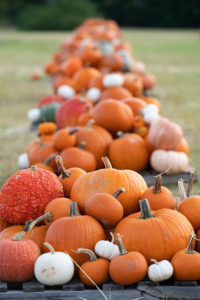 a long line of pumpkins in a pumpkin patch