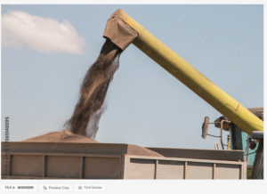 A photo of harvested canola is loaded into a grain truck to be transported for sale.