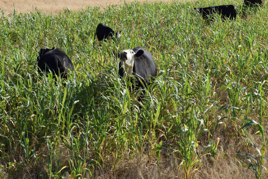 Cattle graze is a field of corn growing in wheat stalks that were left to biodegrade