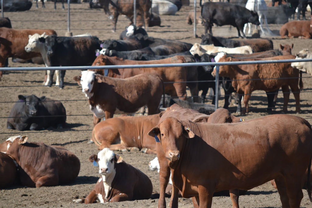 Beef cattle in feedlot