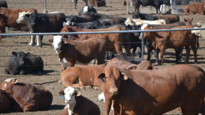 Beef cattle in feedlot