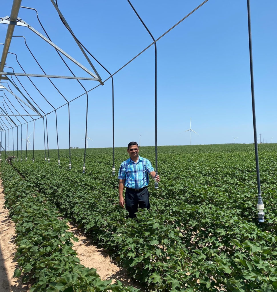 A man standing out in the middle of a cotton field with irrigation nozzles hanging down. Irrigation needs will be affected by changing climate conditions.