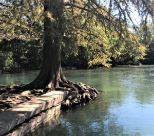 Bald cypress tree and root system can be seen at the edge of a waterway, the San Marcos River. 