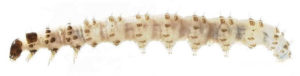 European pepper moth caterpillar