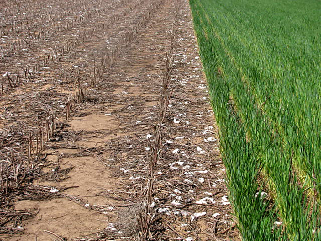 a field with a distinct division between brown fallowed ground with old cotton stalks and debris adjacent to a field of green wheat