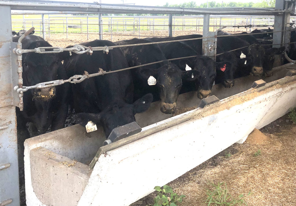 Black angus steers lined up at a feedbunk
