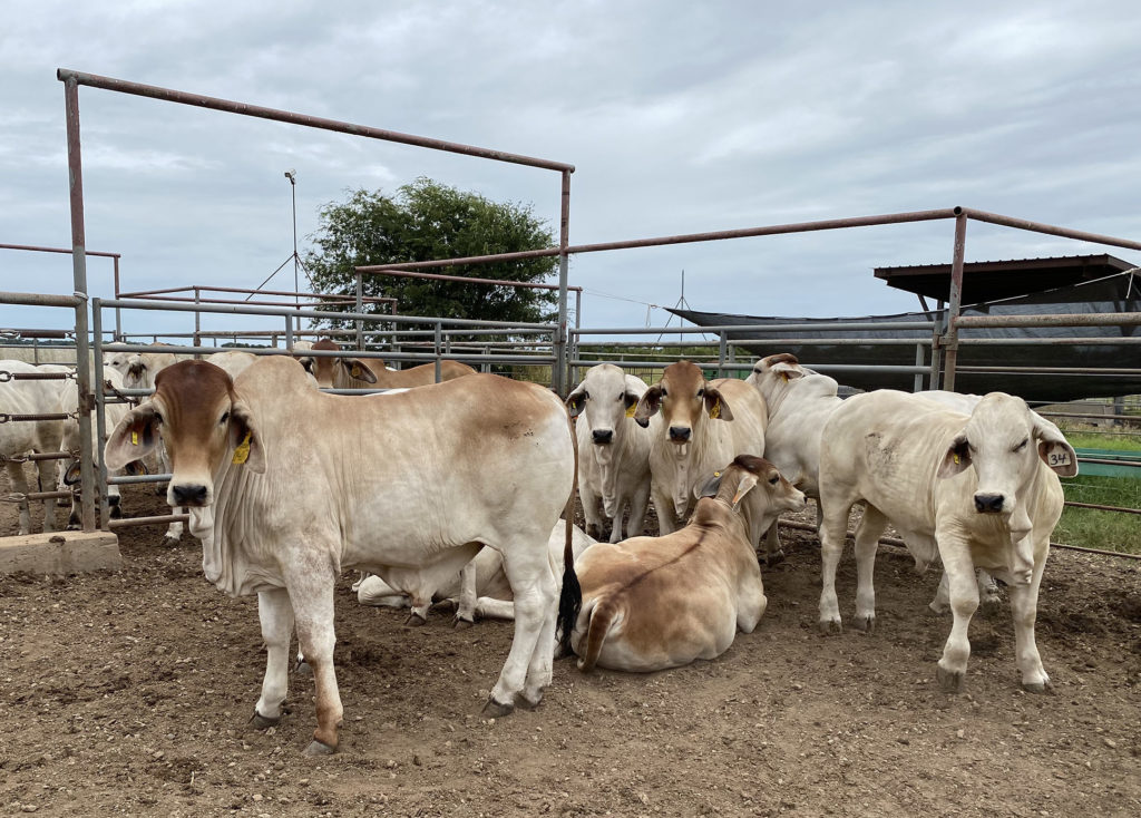 Brahman steers are gathered in the corner of a pen