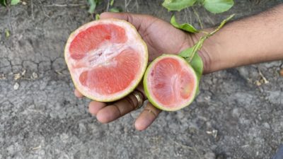 half a healthy grapefruit and a much smaller half-grapefruit, affected by citrus greening