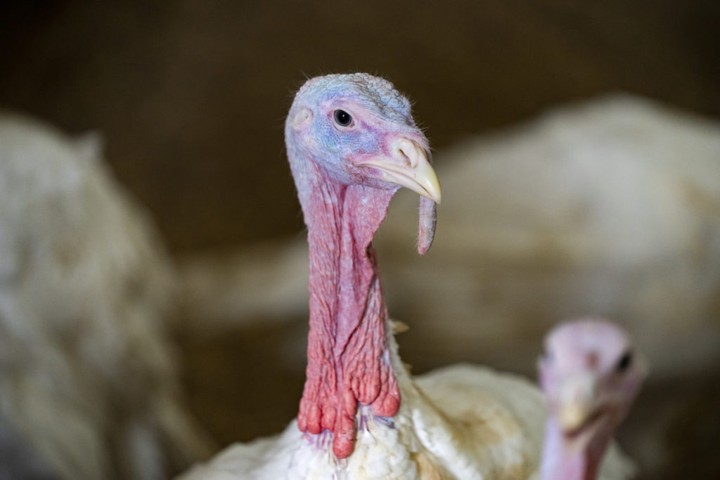 The head and neck of a live turkey