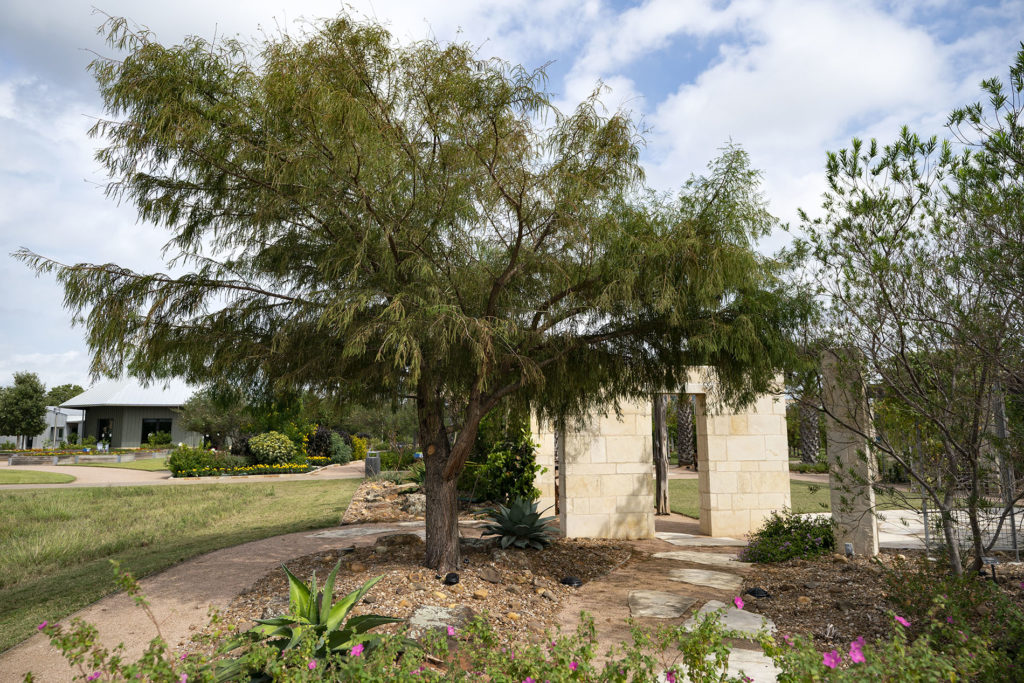 El Arbol del Tule is an example of several historic trees in The Gardens at Texas A&M University.
