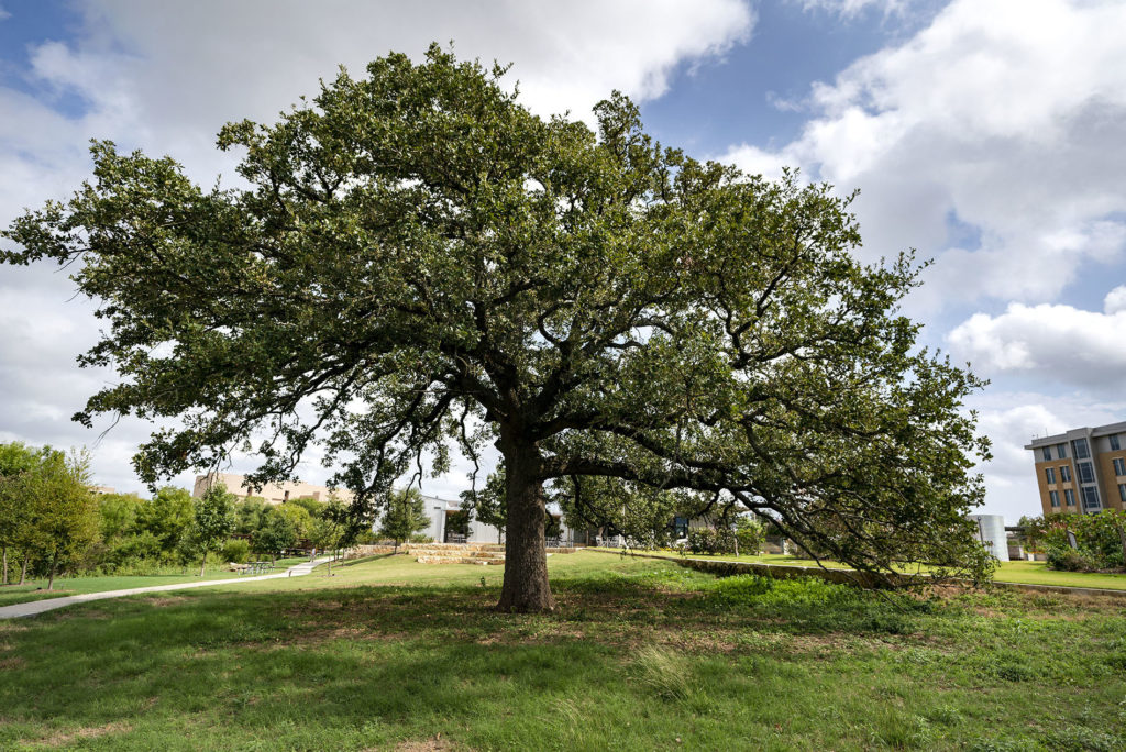 Ol' Sarge is one of the historic trees at The Gardens at Texas A&M University.