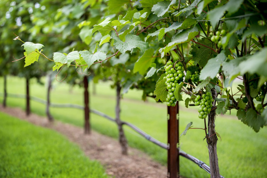 Close up of a row of grapevine sin a vineyard with clusters of green grapes