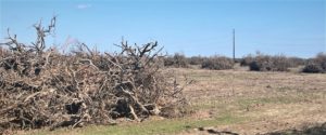 Piles of bulldozed dead citrus trees