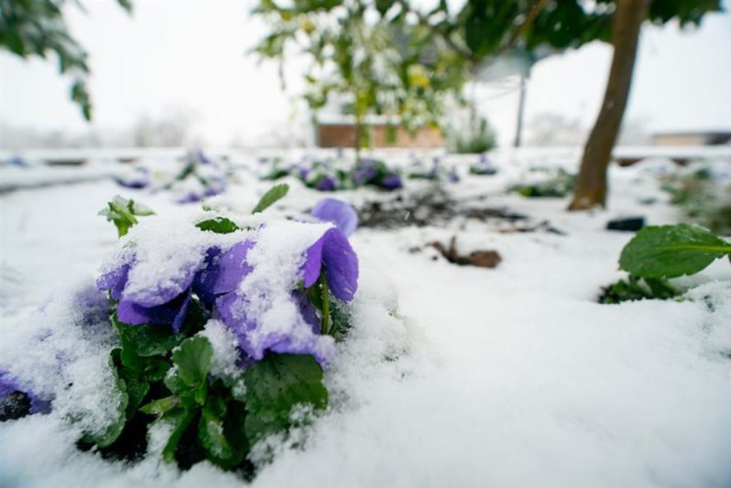 A purple flower with green leaves is covered with snow and ice
