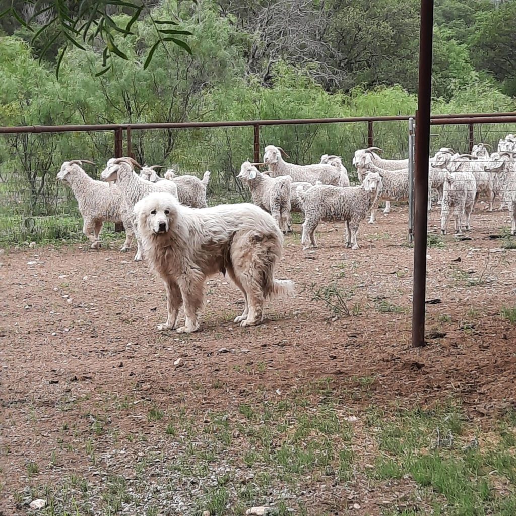 A large white Texas A&M AgriLife livestock guardian dog stands in front of the Mohair flock he protects