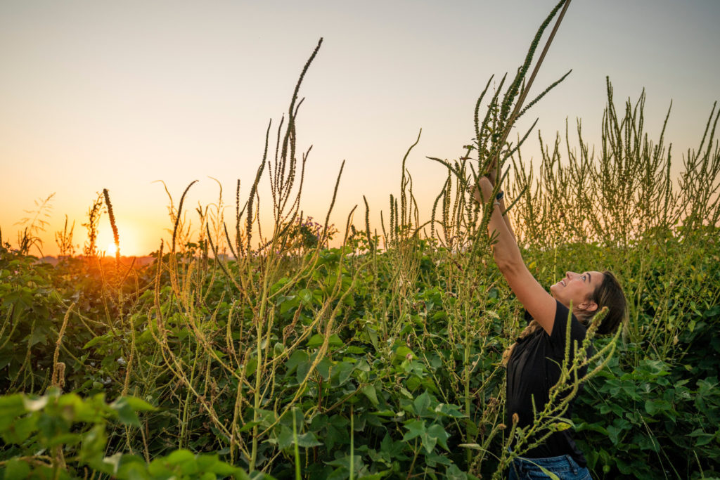 Young woman stretches up tall to reach the top of Palmer amaranth weeds growing in a field of cotton with a setting sun in the background