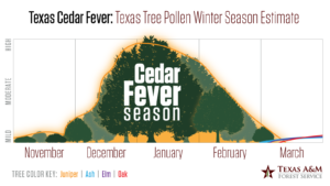 Cedar Fever graphic showing the season begins mid-November and peaks about January and then continues down to about March