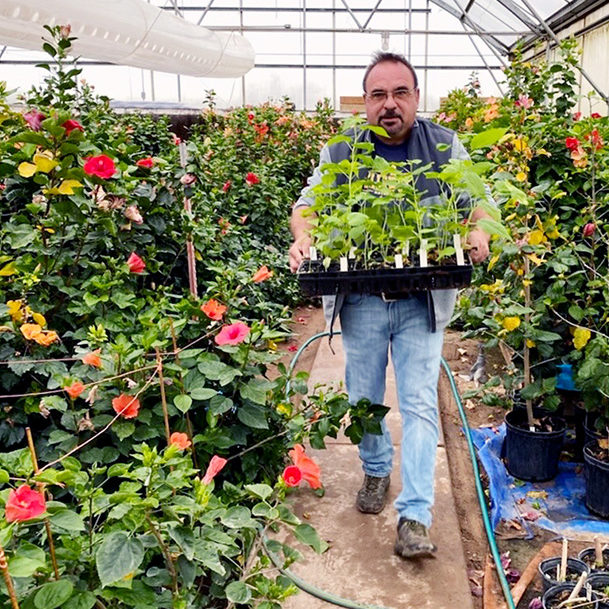 Dariusz Malinowski carrying a tray of hibiscus plants amid a greenhouse full of plants with varying colors of flowers