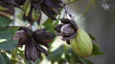 Closeup of pecan tree with both closed shells and open nuts