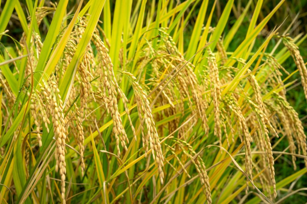 A photo of rice growing in a field.