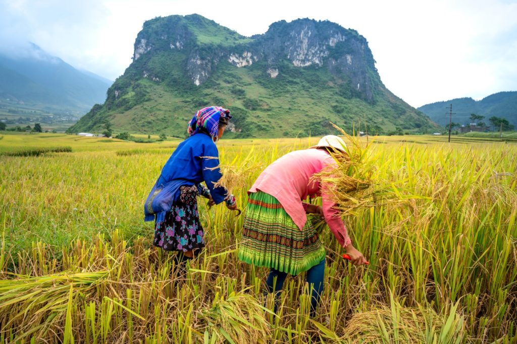 A photo of two rice workers in a field.