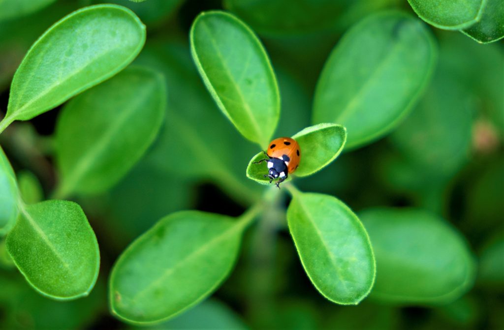 a ladybug on a green plant/