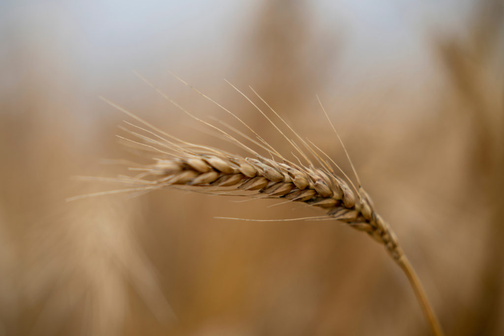 a single golden head of wheat