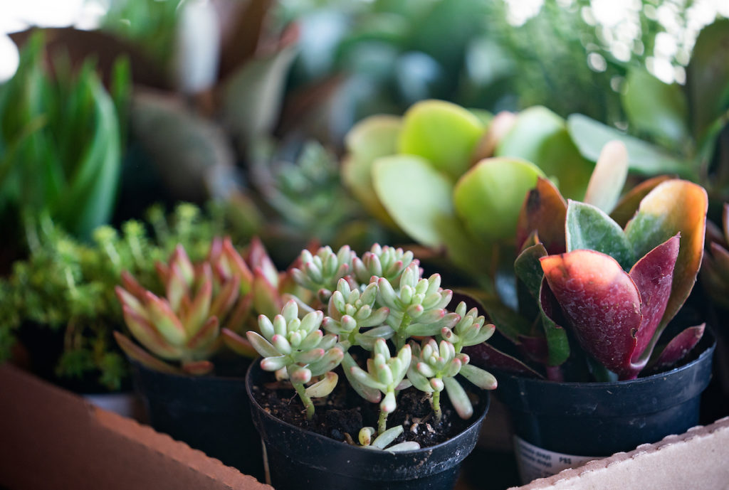 Close up of a variety of small succulents in a tray.