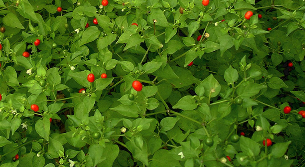 little red peppers on a full bush of green leaves - Chiltepin peppers