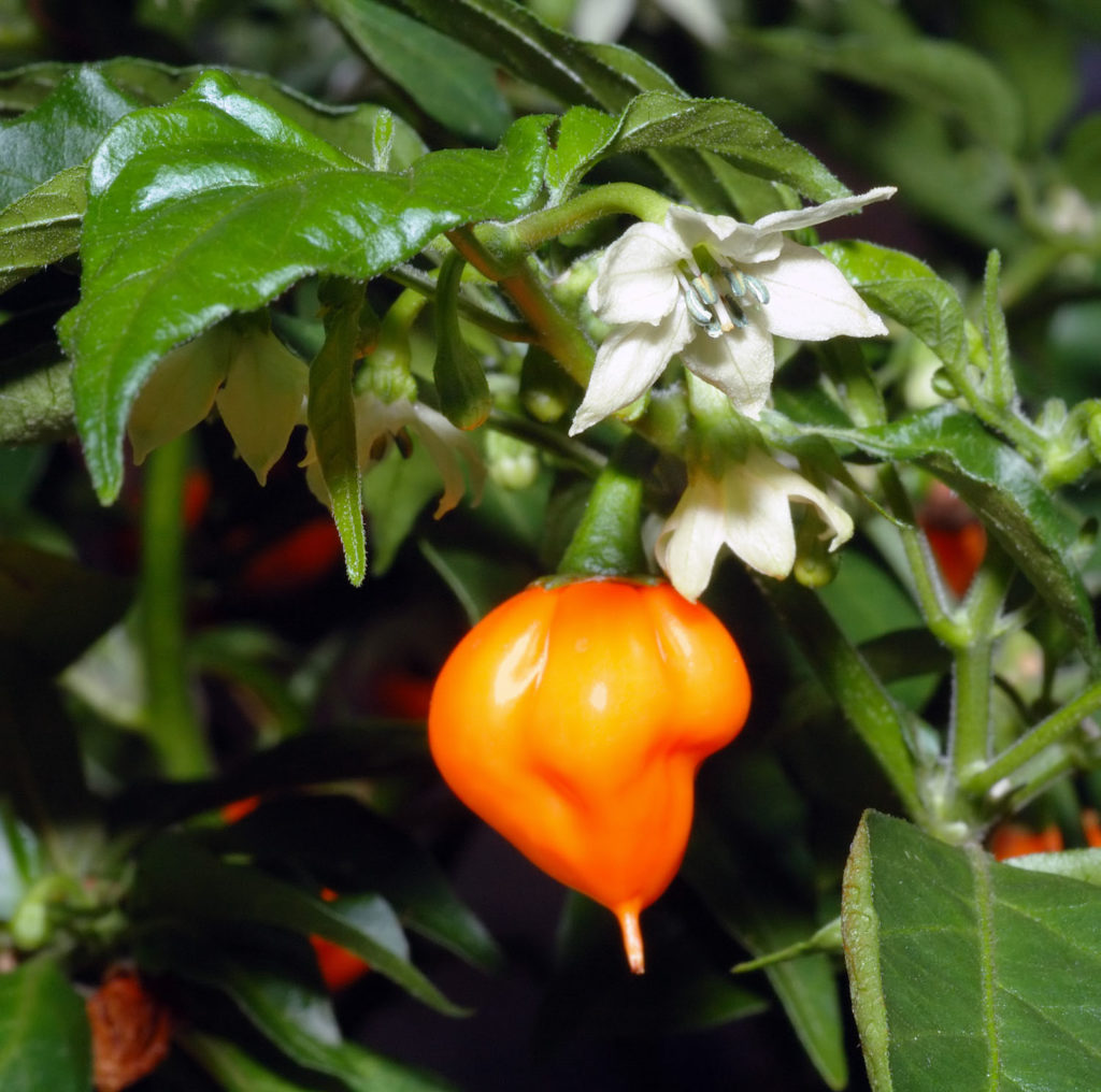 orange, lanter-shaped pepper on plant with flowers