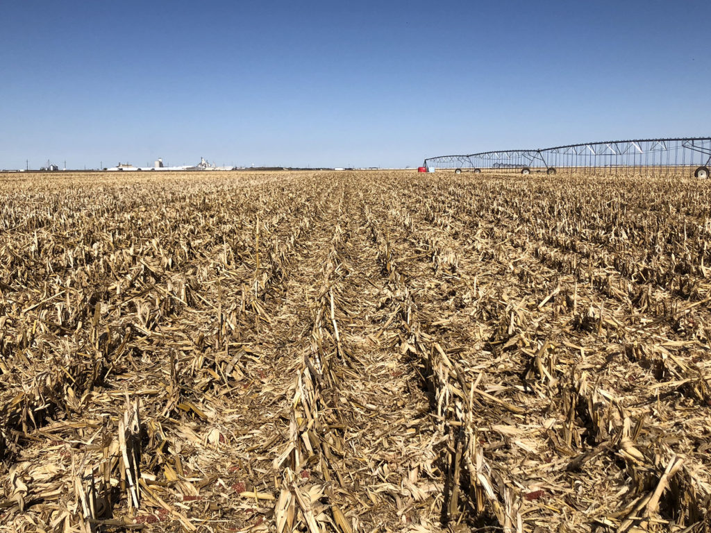 Corn stubble left in a conservation tillage system covers the ground