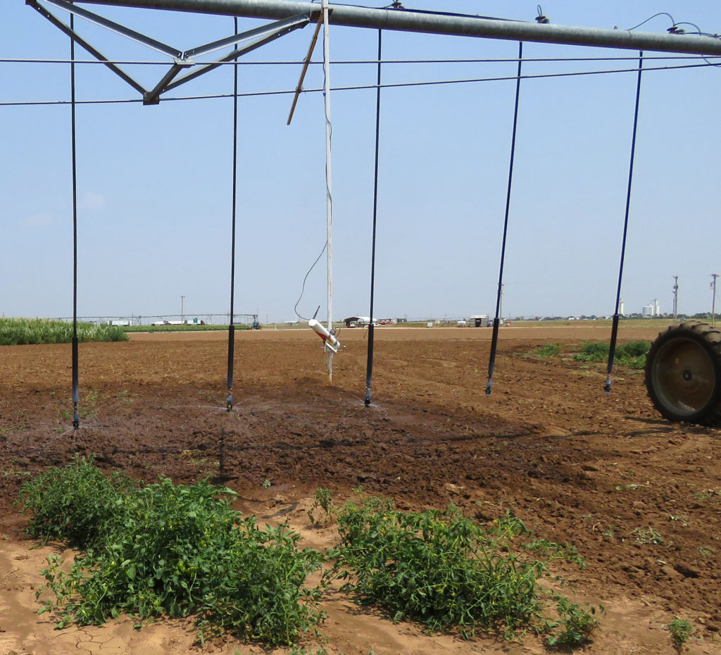 Hoses hand down from a sprinkler irrigation system spraying water from about 2 feet above the tomato plants, wetting the entire field.
