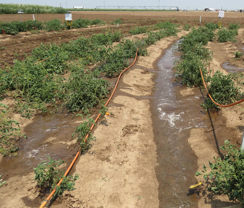 Long red hoses lay along side green tomato plants and apply water to the rows in a field under the mobile drip irrigation system.