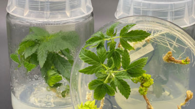 small hemp plants on a petri dish and other containers