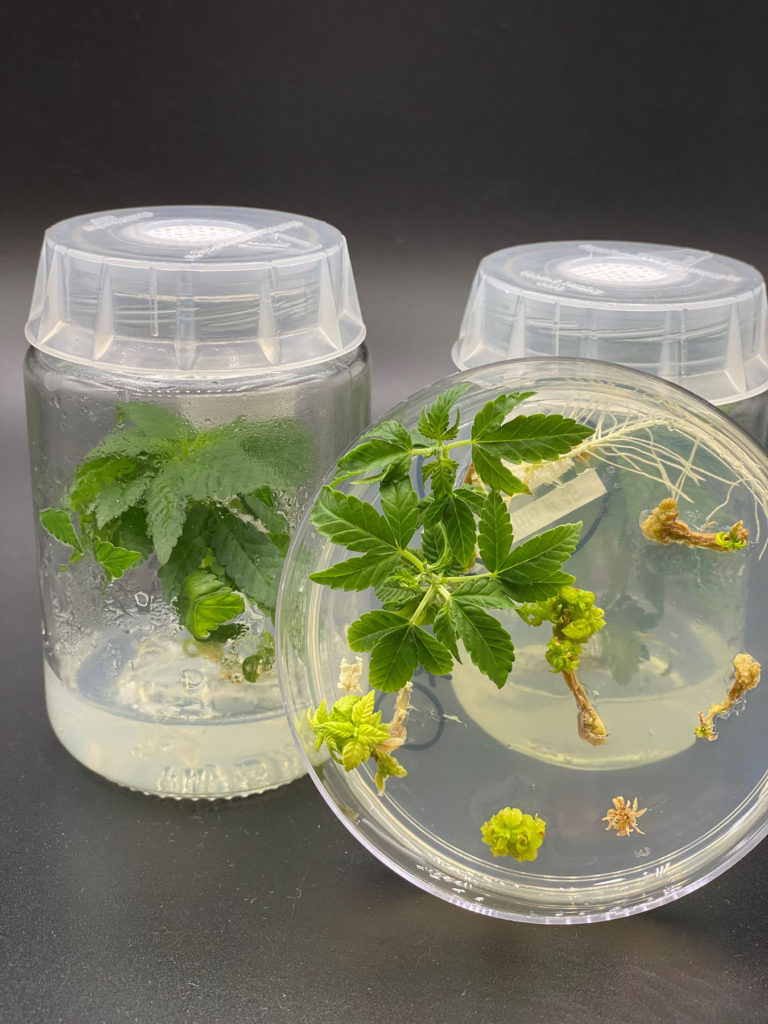 small hemp plants on a petri dish and other containers