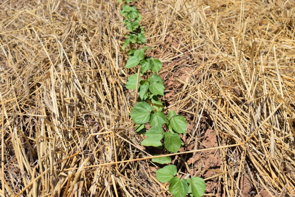 Small green cotton plants poke through the flattened wheat stubble in a field