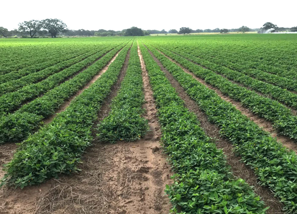 rows of green plants - organic peanuts - go from front to back and into a sunspot and treeline