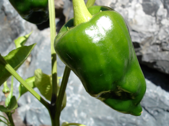A single green poblano pepper