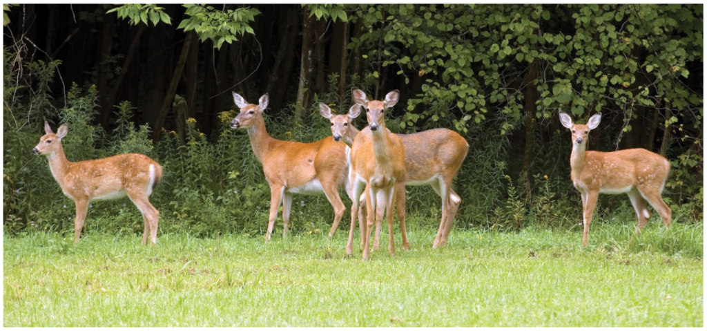 Small herd of white-tailed deer.