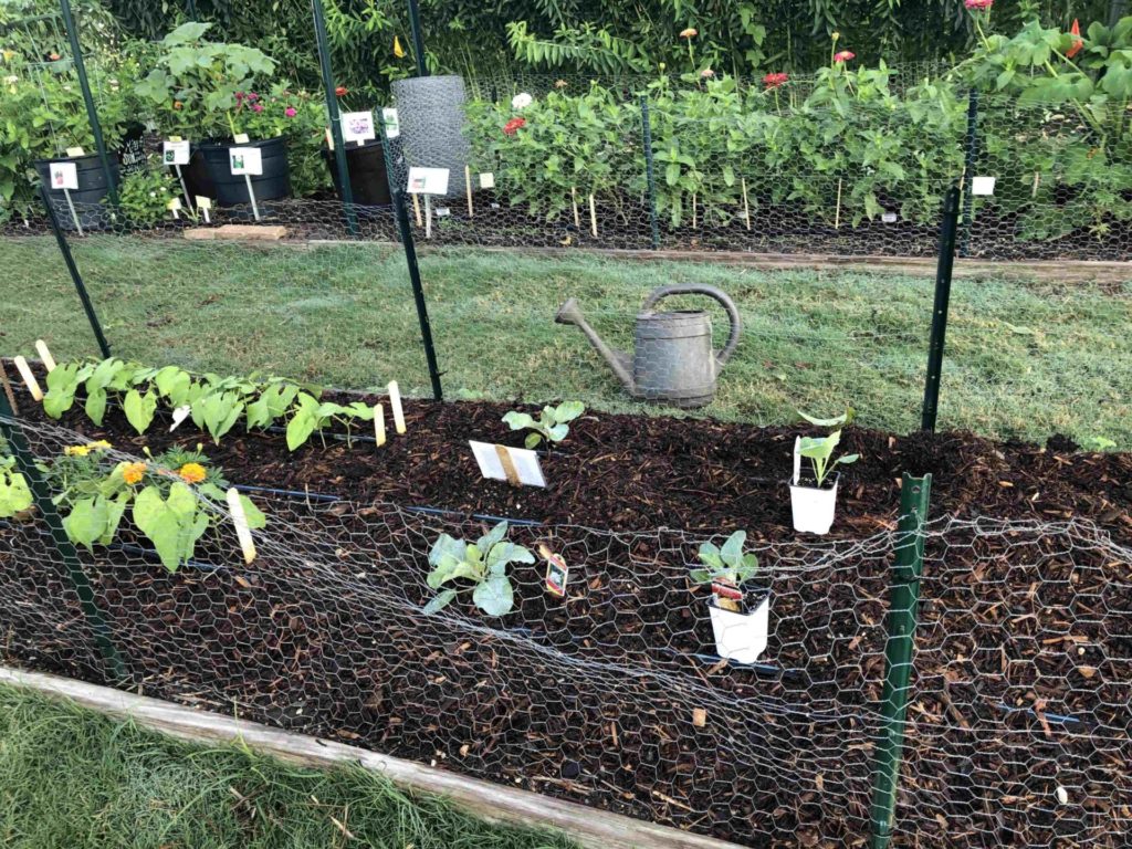 The Williamson County Demonstration Garden. Plants are in a box of dark soil with protective netting around the sides. A watering can is behind the box on green grass. Additional plants grow in boxes behind it.