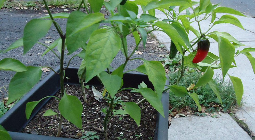 green and red peppers on a potted plant