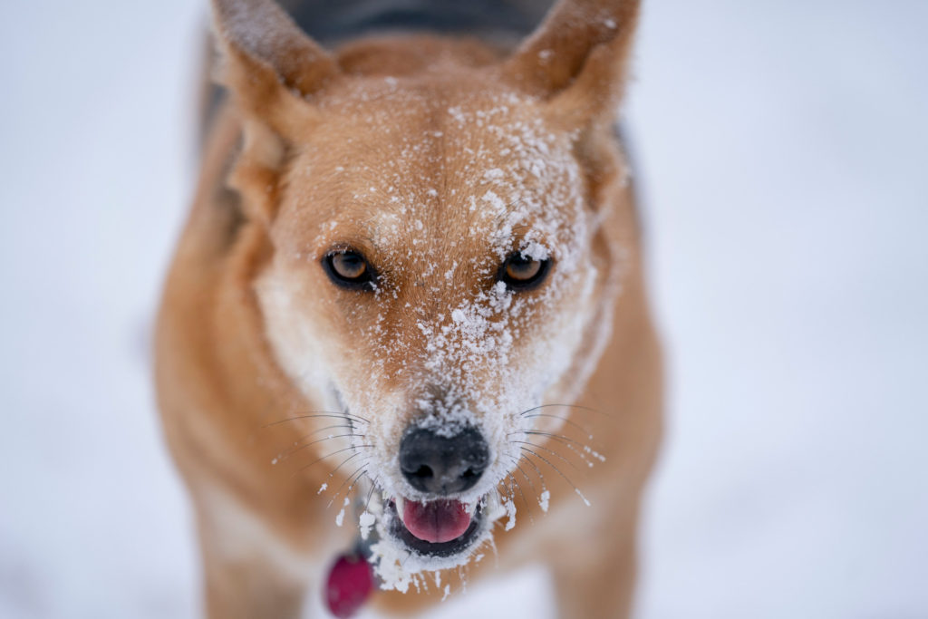 a dog stands outside with snow and ice on its nose and under its chin
