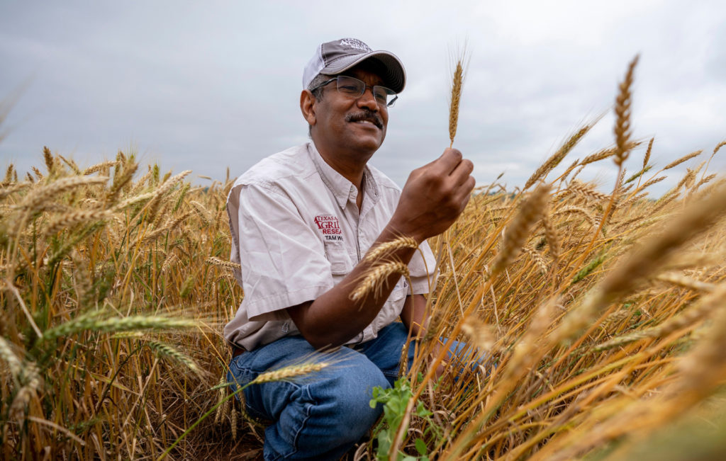 A man with Texas A&M AgriLife Research labeled hat and shirt sits in a golden wheat field holding a single head.