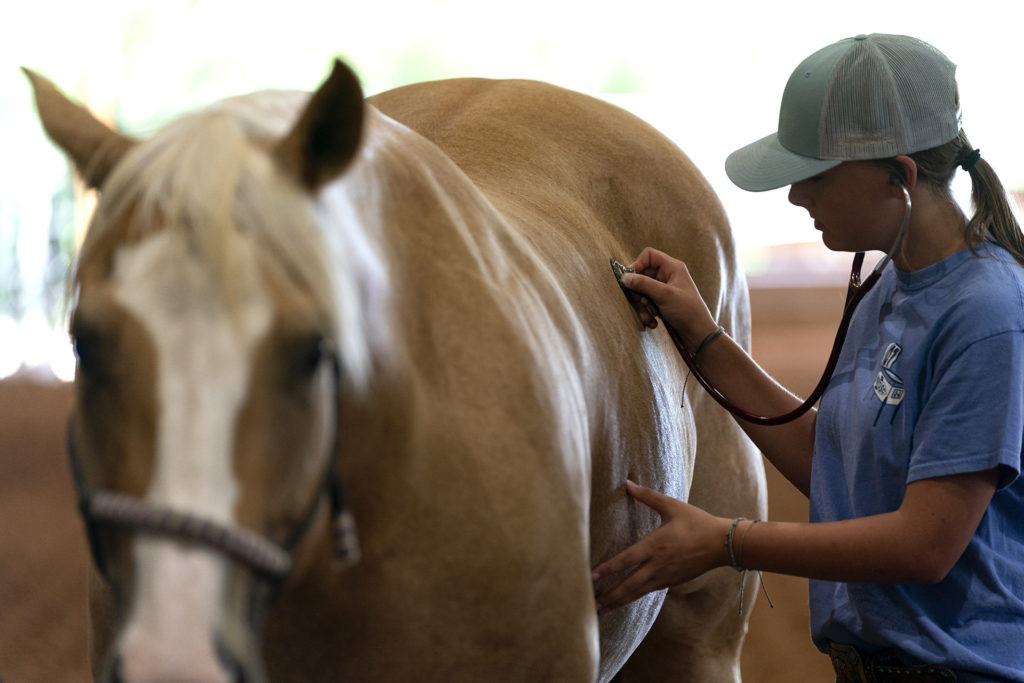 A female listens for a heart beat on a horse