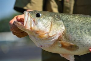 The fish webinar will discuss species such as this largemouth bass 