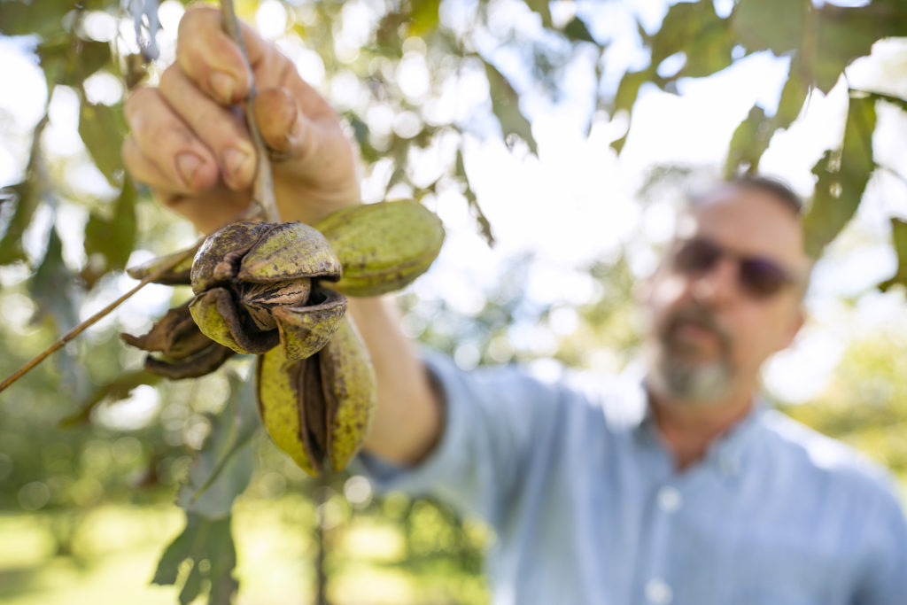 Un hombre sostiene una rama de nuez con varias nueces.  Las nueces están cerca;  el hombre de camisa azul y gafas de sol.  El árbol está en Texas A&M Pecan Orchard.  el primer plano.
