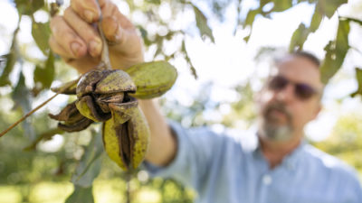 A man holds a pecan branch with several nuts on it. The pecans are close up; the man in a blue shirt and sunglasses. The tree is at the Texas A&M Pecan Orchard. the foreground.