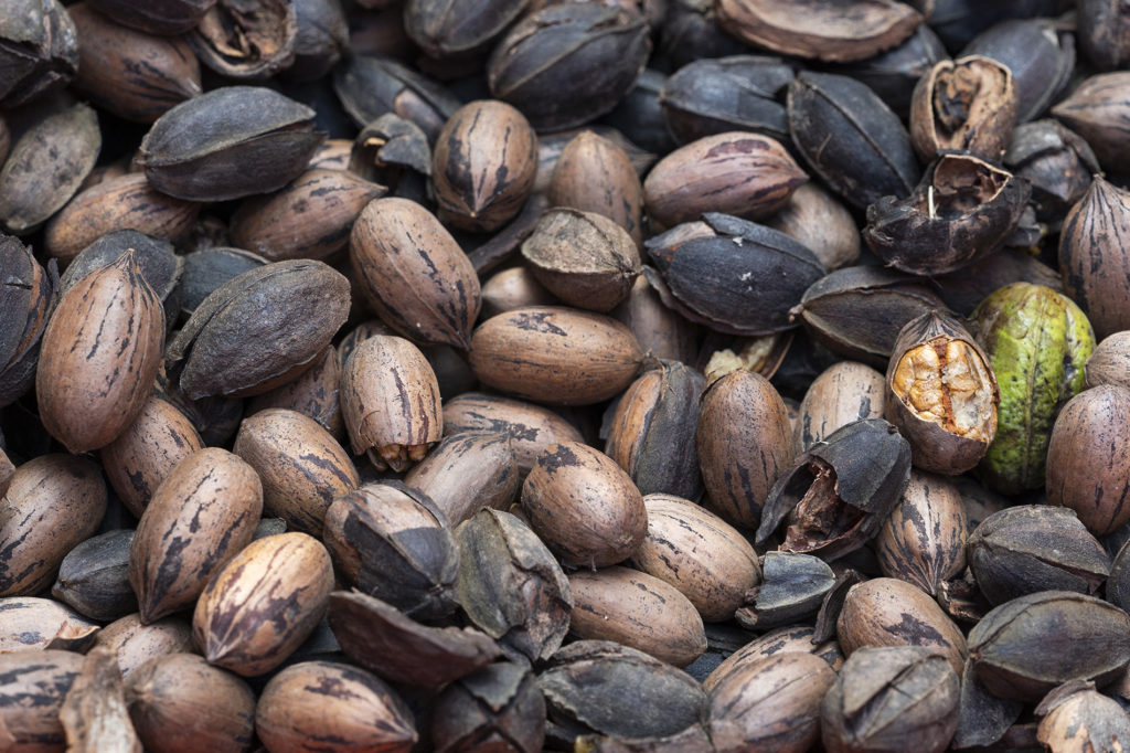 A close up of harvested pecans. They shells range from light brown to dark brown