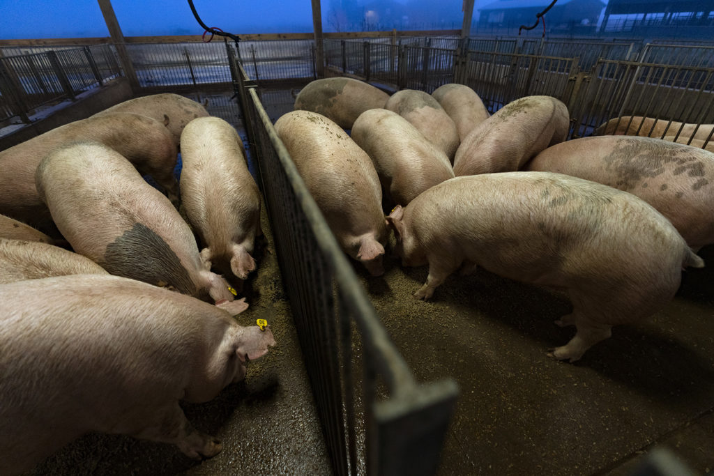 A group of pigs in a barn setting used to test creatine dietary supplementation