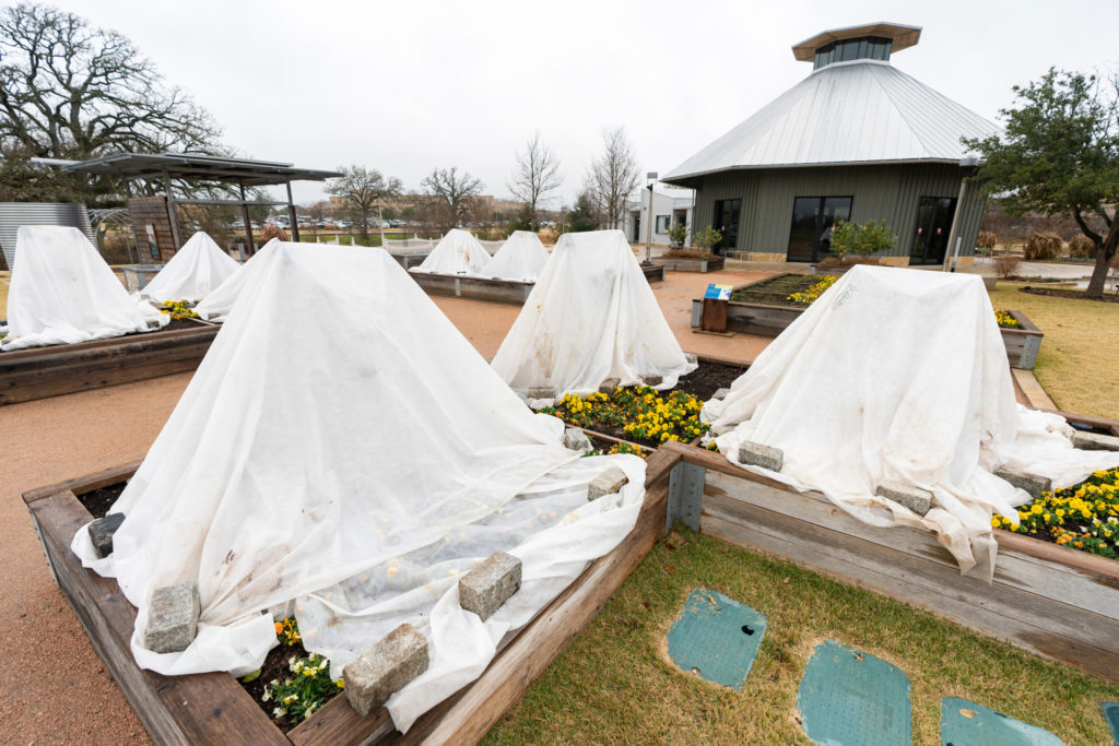 outdoor garden flowers are covered up by white sheets of plastic